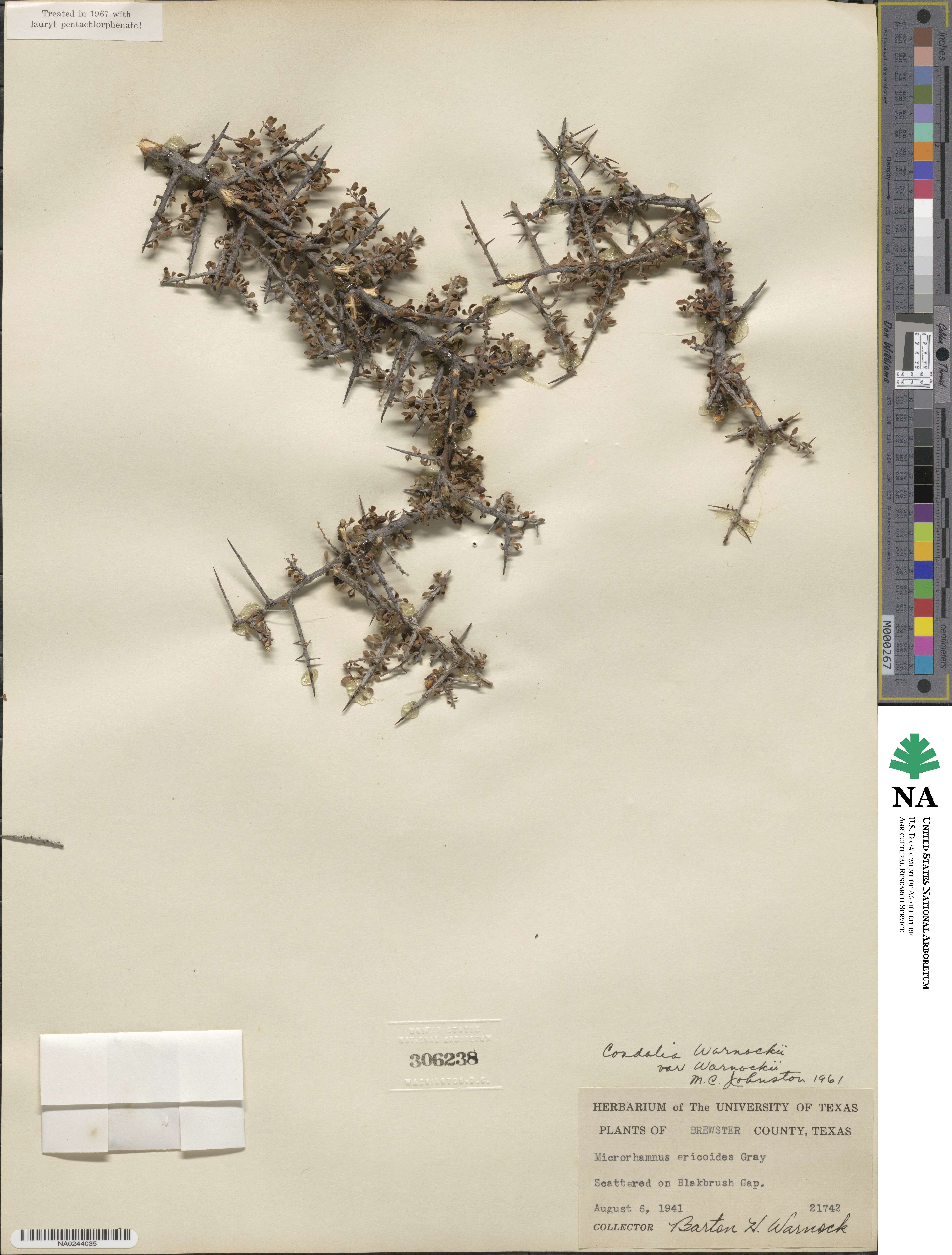 Condalia warnockii image