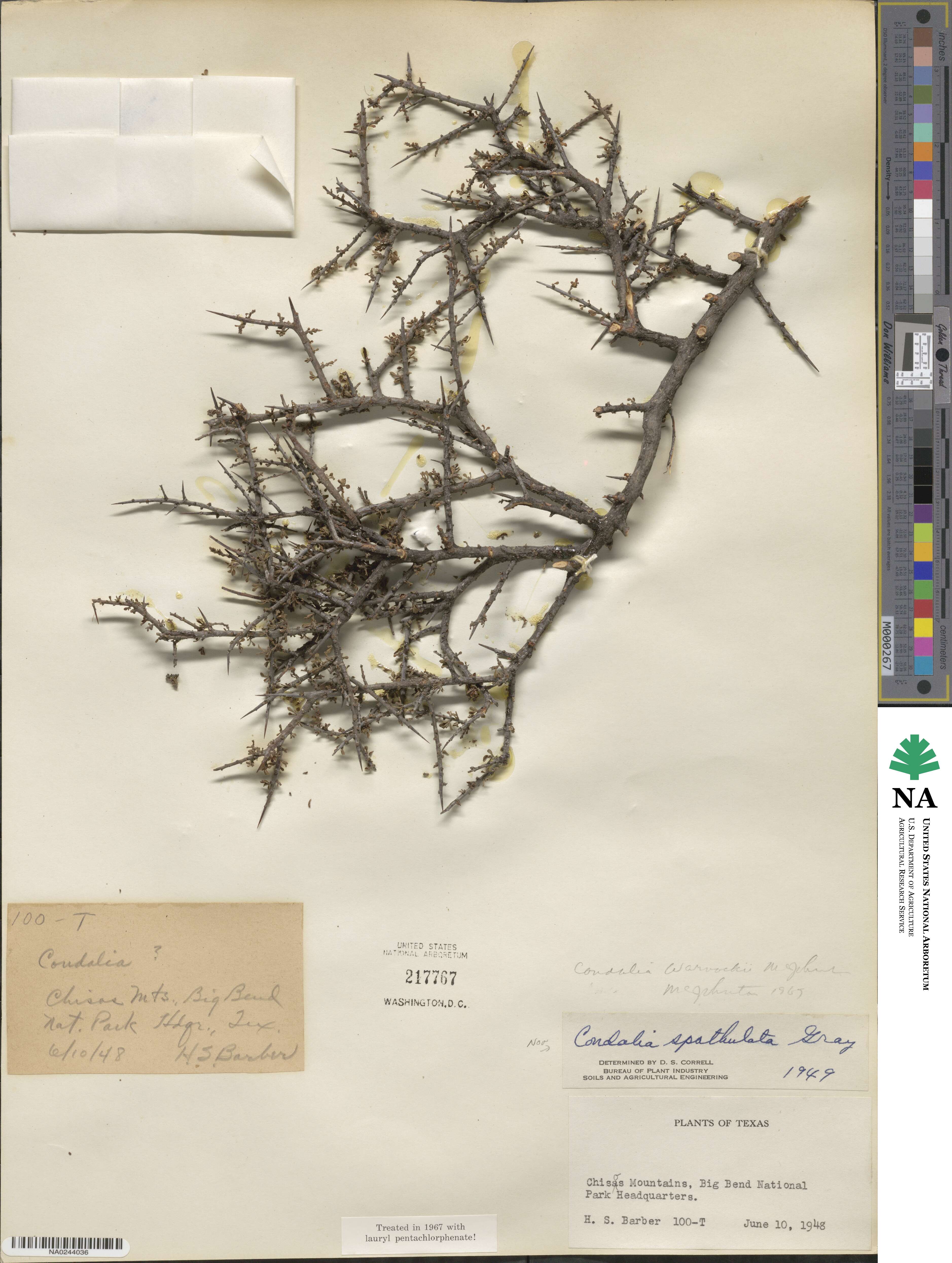 Condalia warnockii image