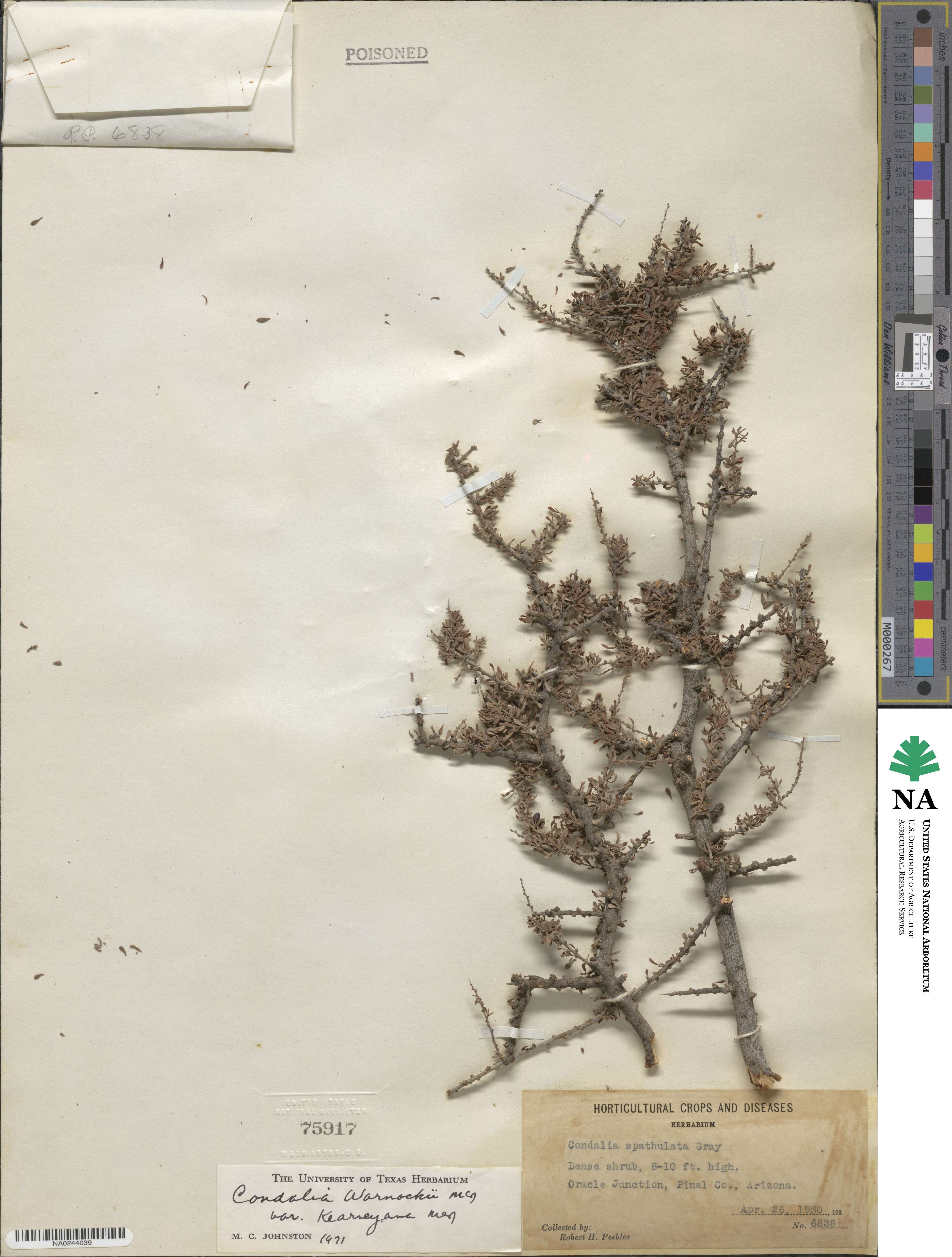 Condalia warnockii var. kearneyana image
