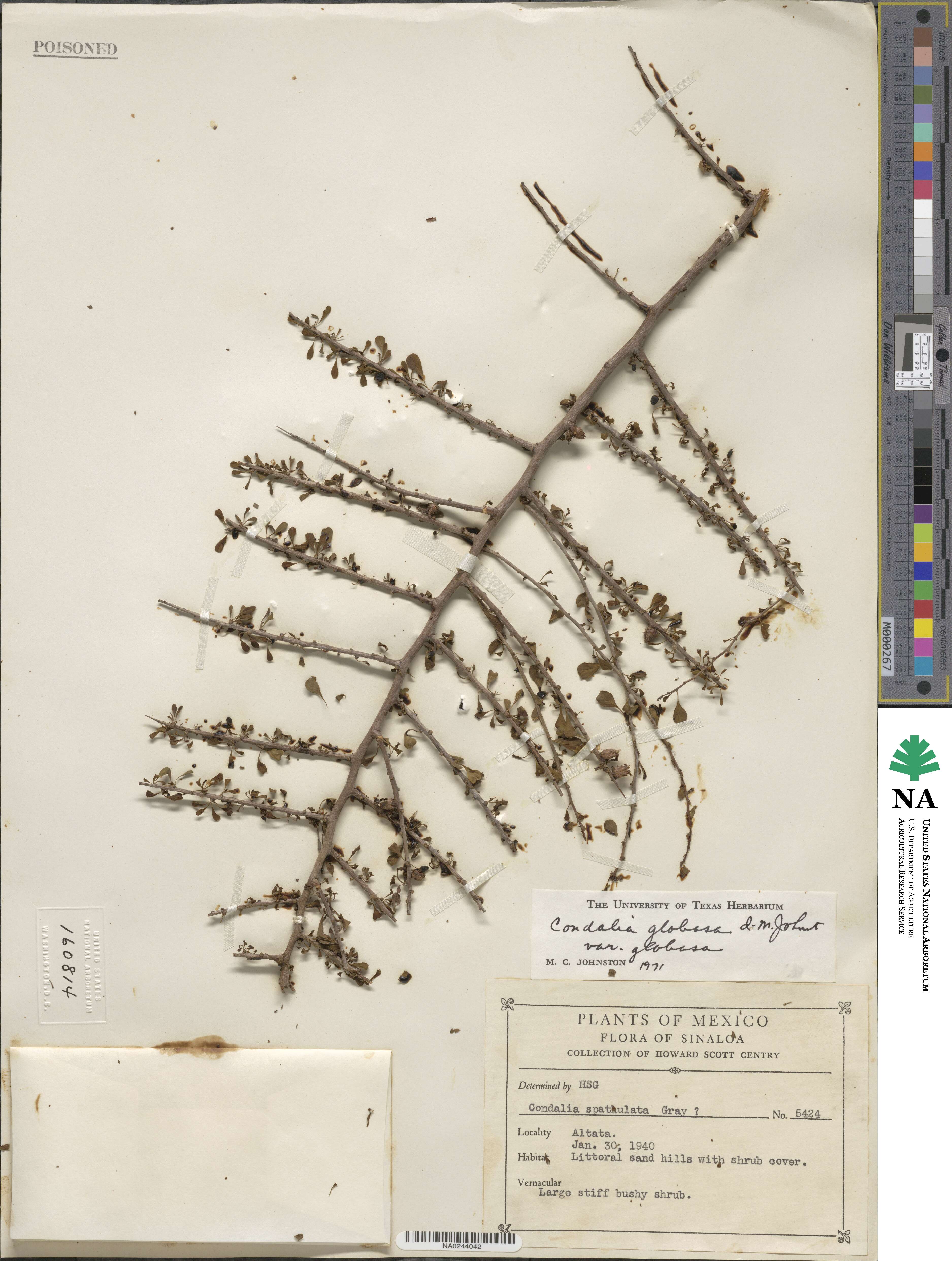 Condalia globosa var. globosa image