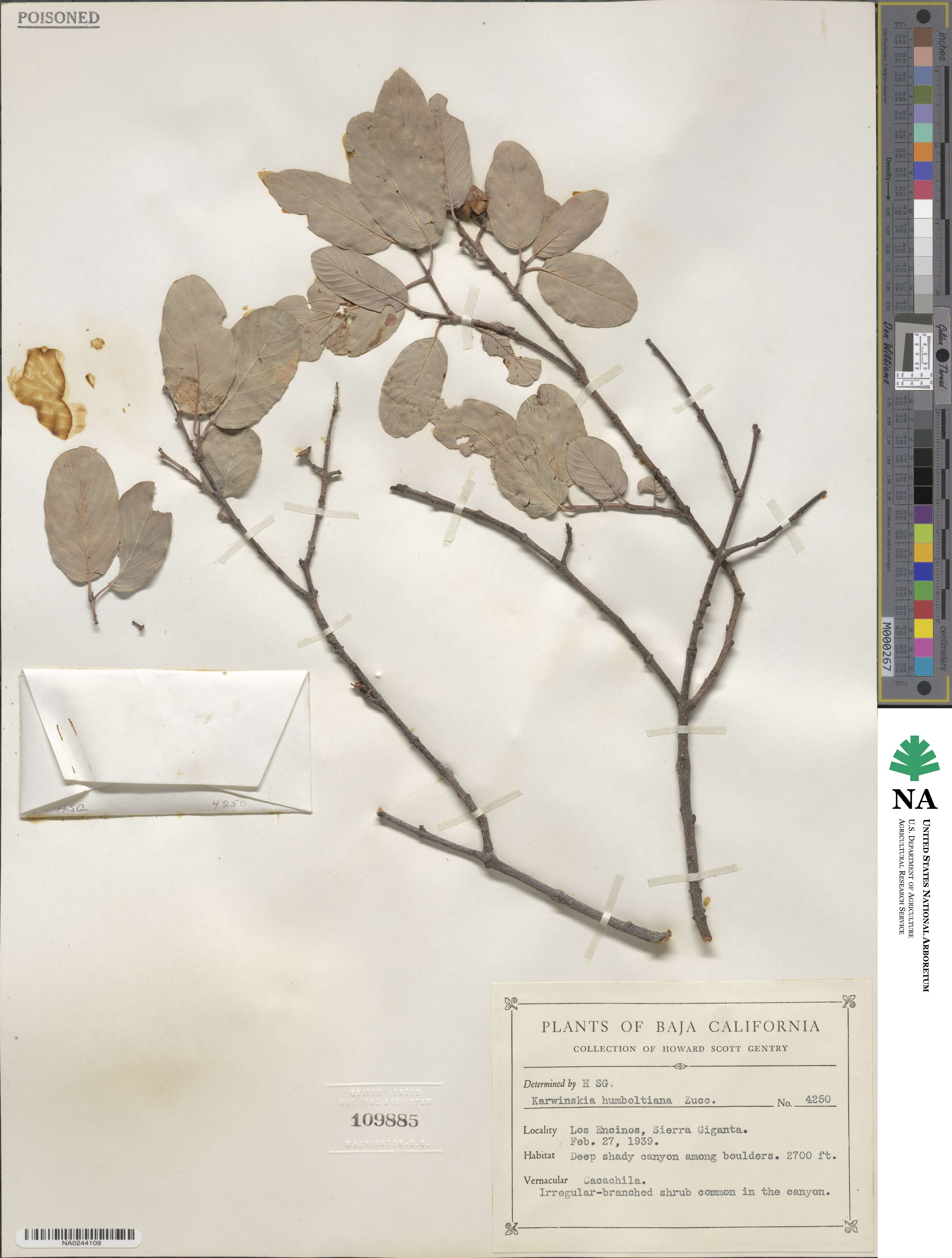 Karwinskia humboldtiana image