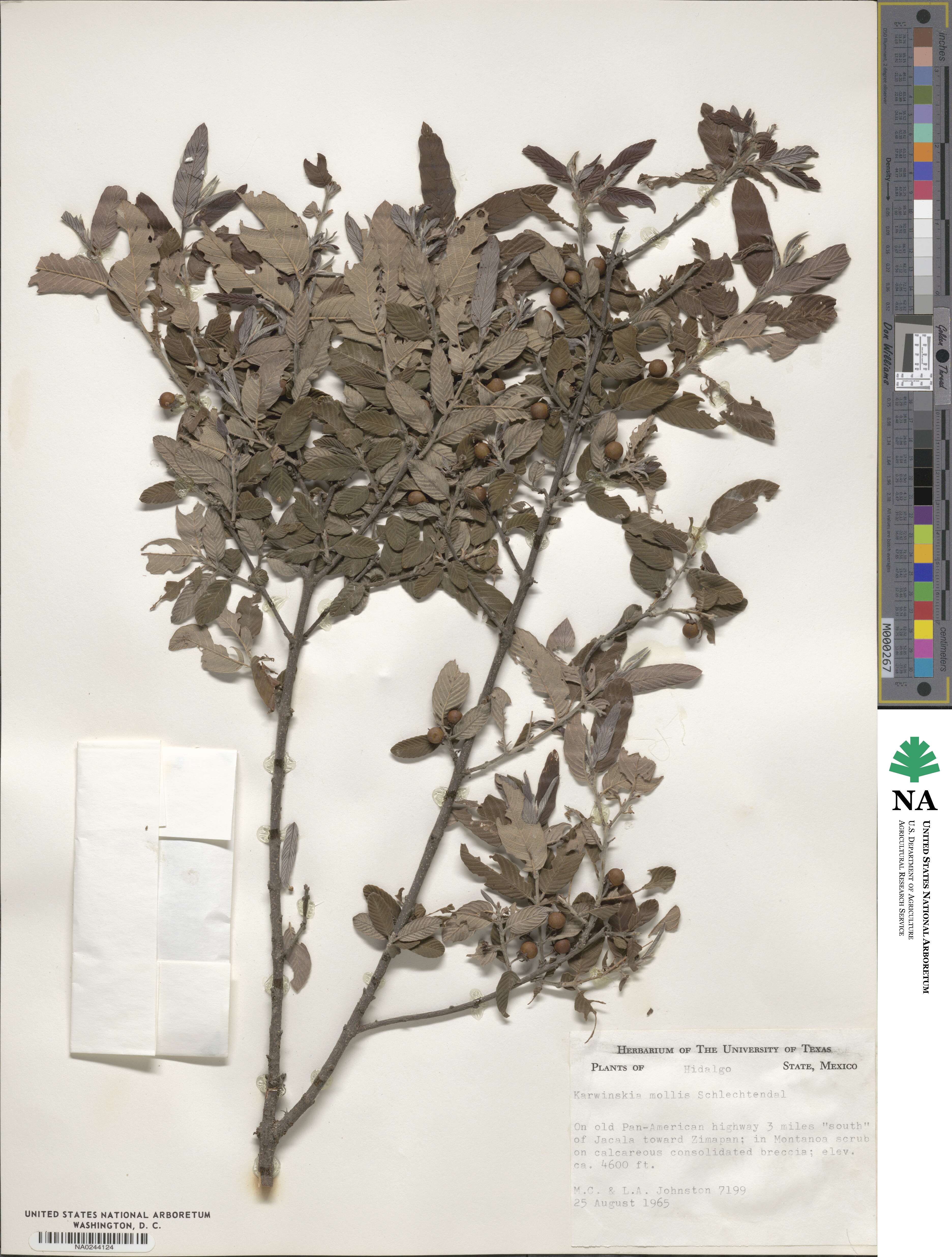 Karwinskia mollis image