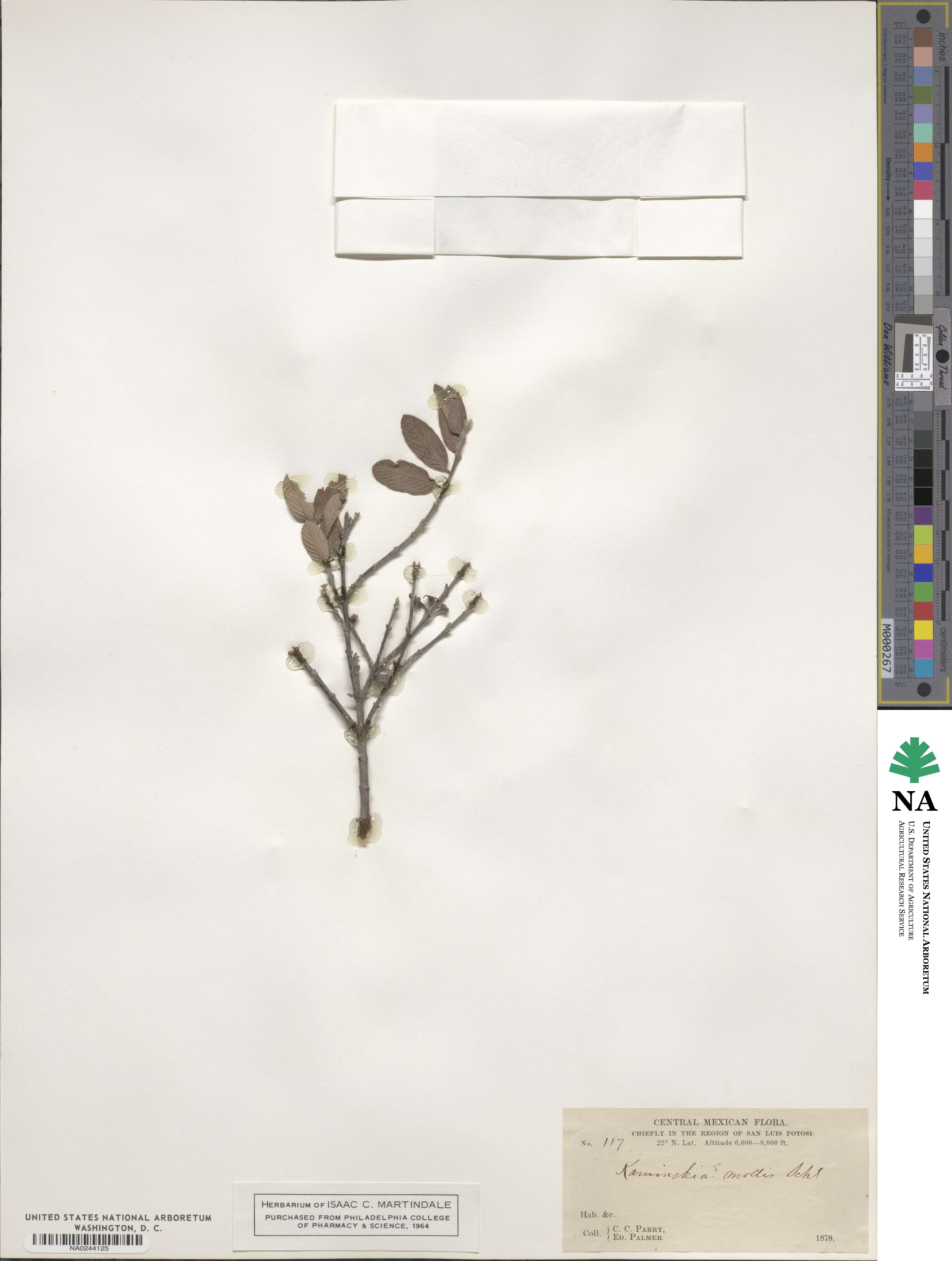 Karwinskia mollis image