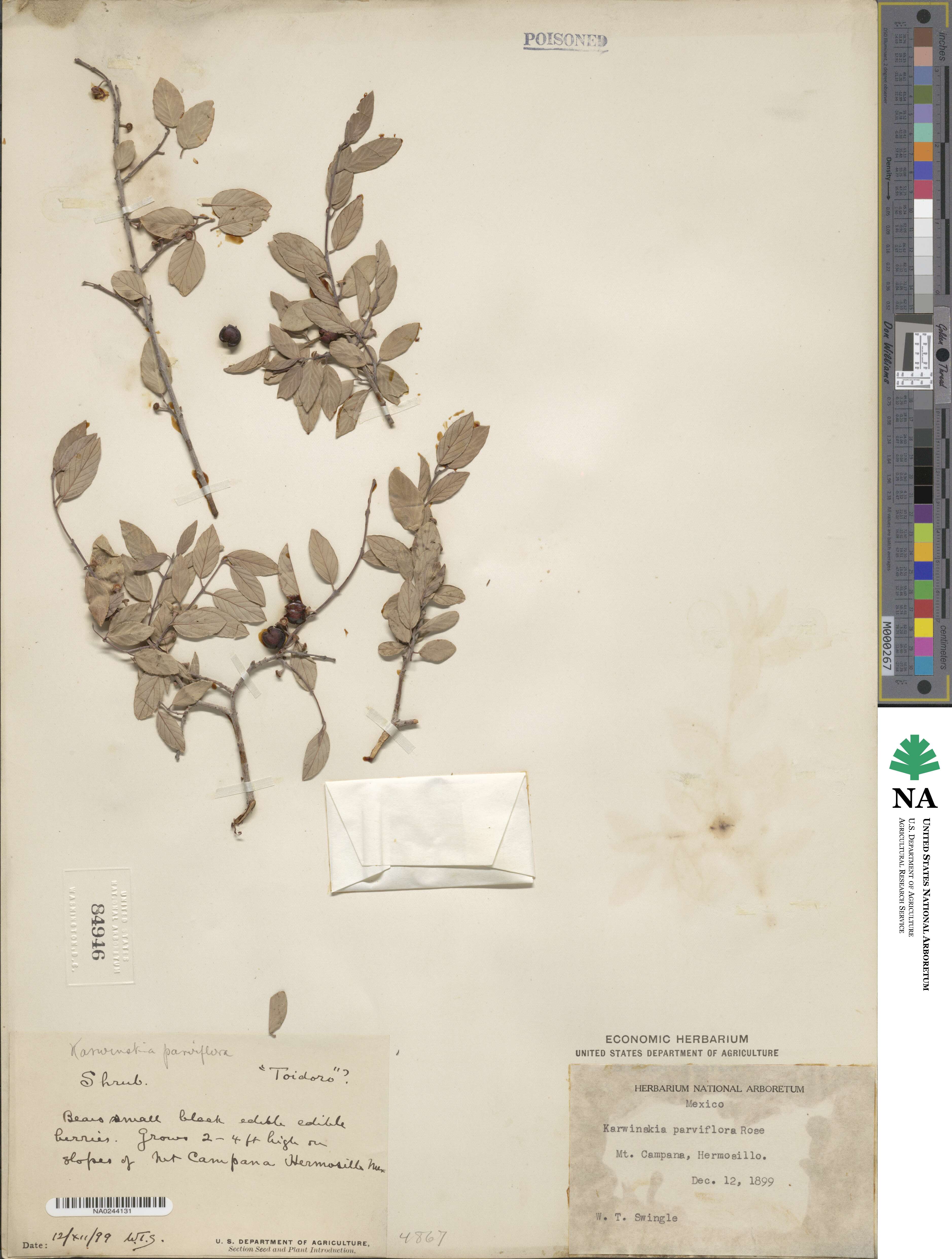 Karwinskia parvifolia image