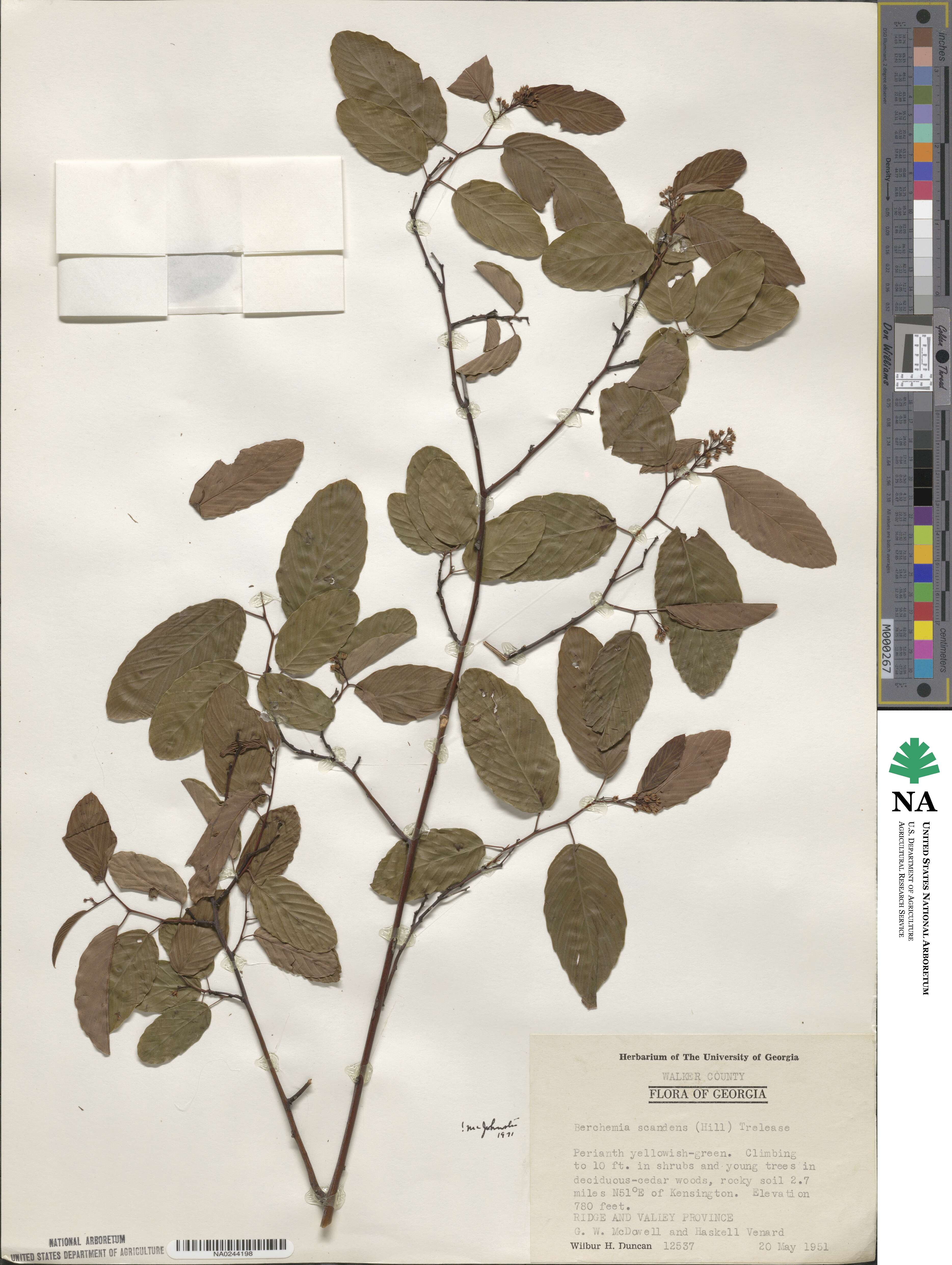 Berchemia scandens image