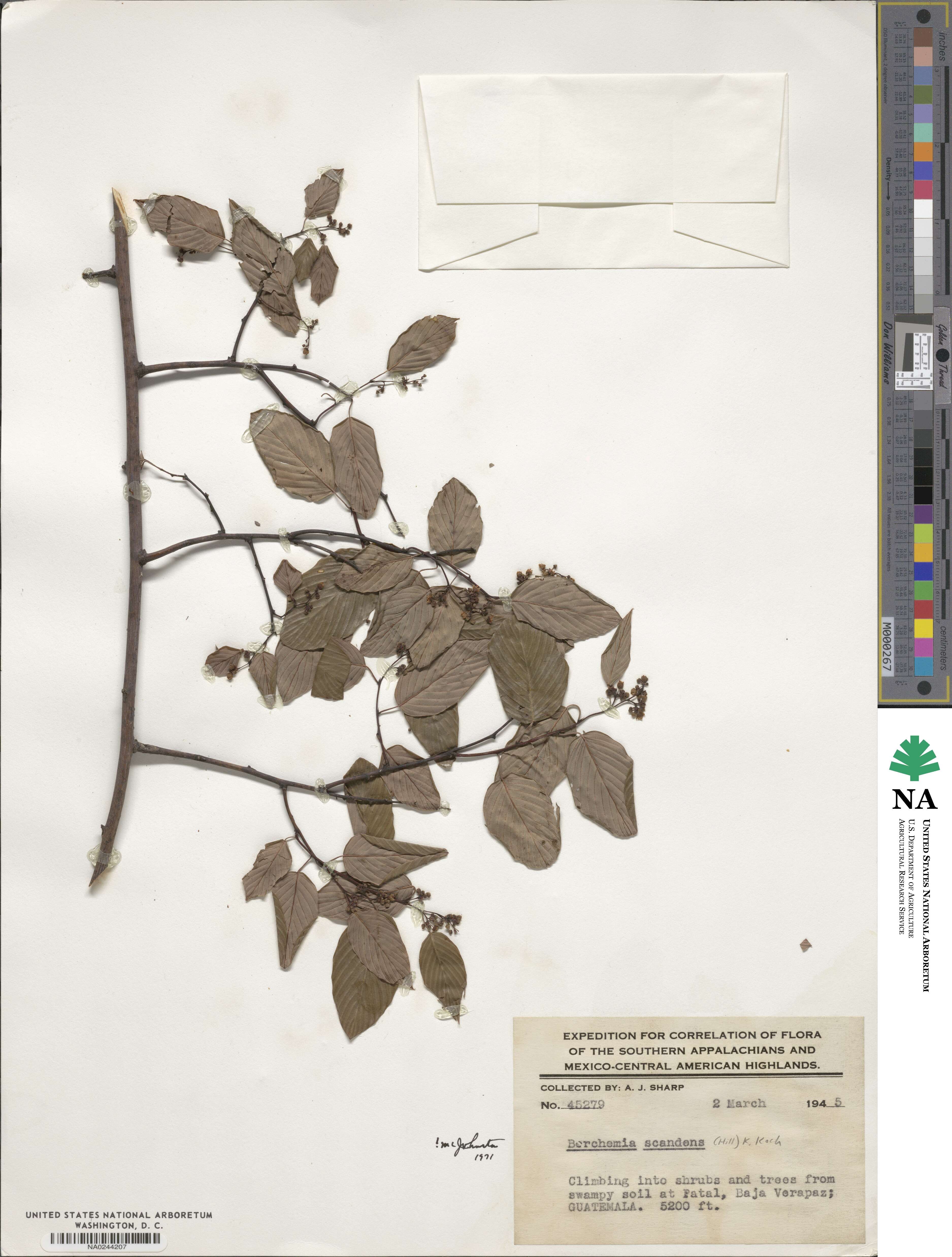 Berchemia scandens image
