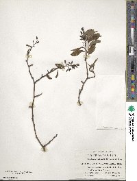 Image of Berchemia barbigera