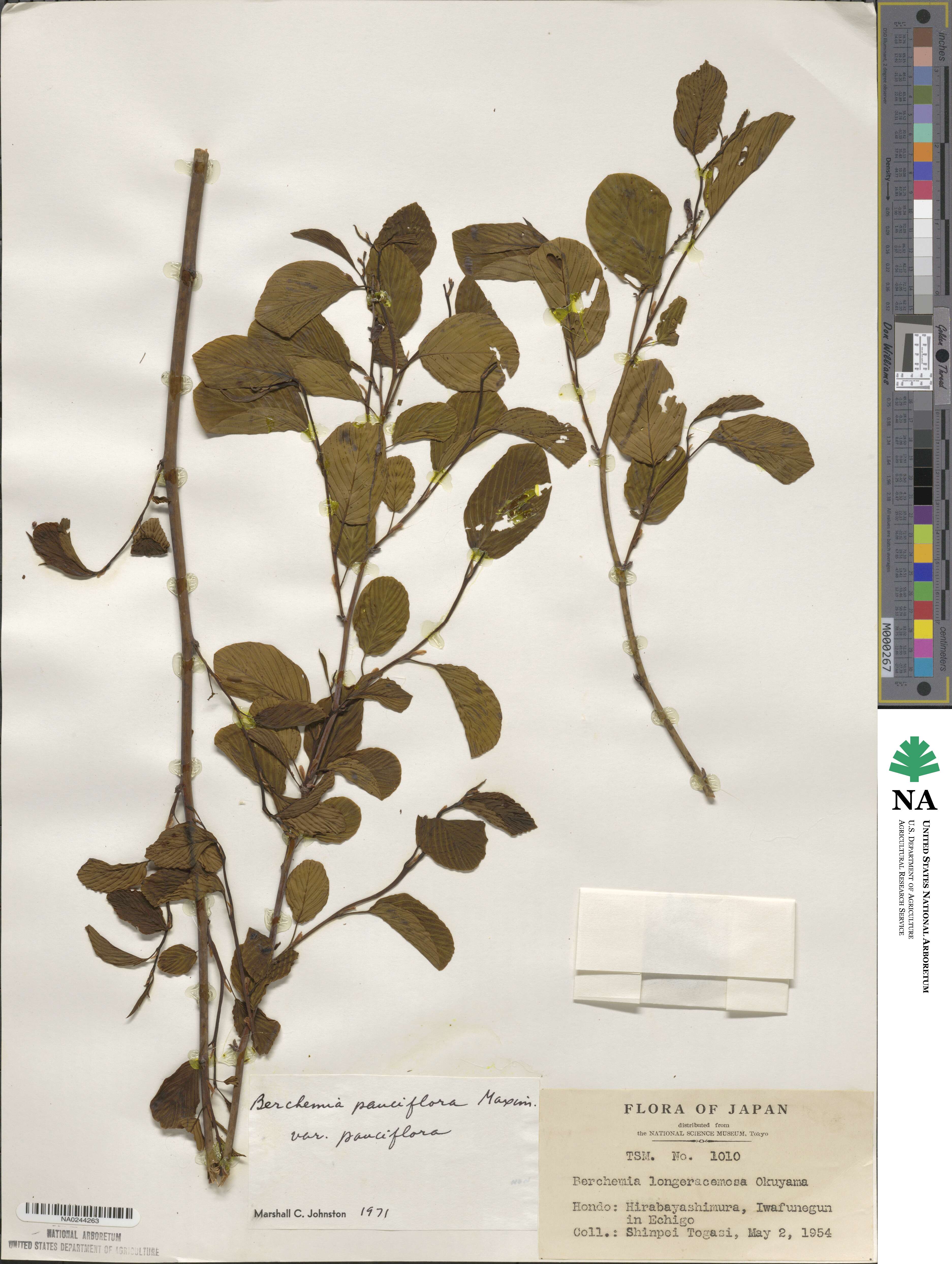 Berchemia pauciflora image