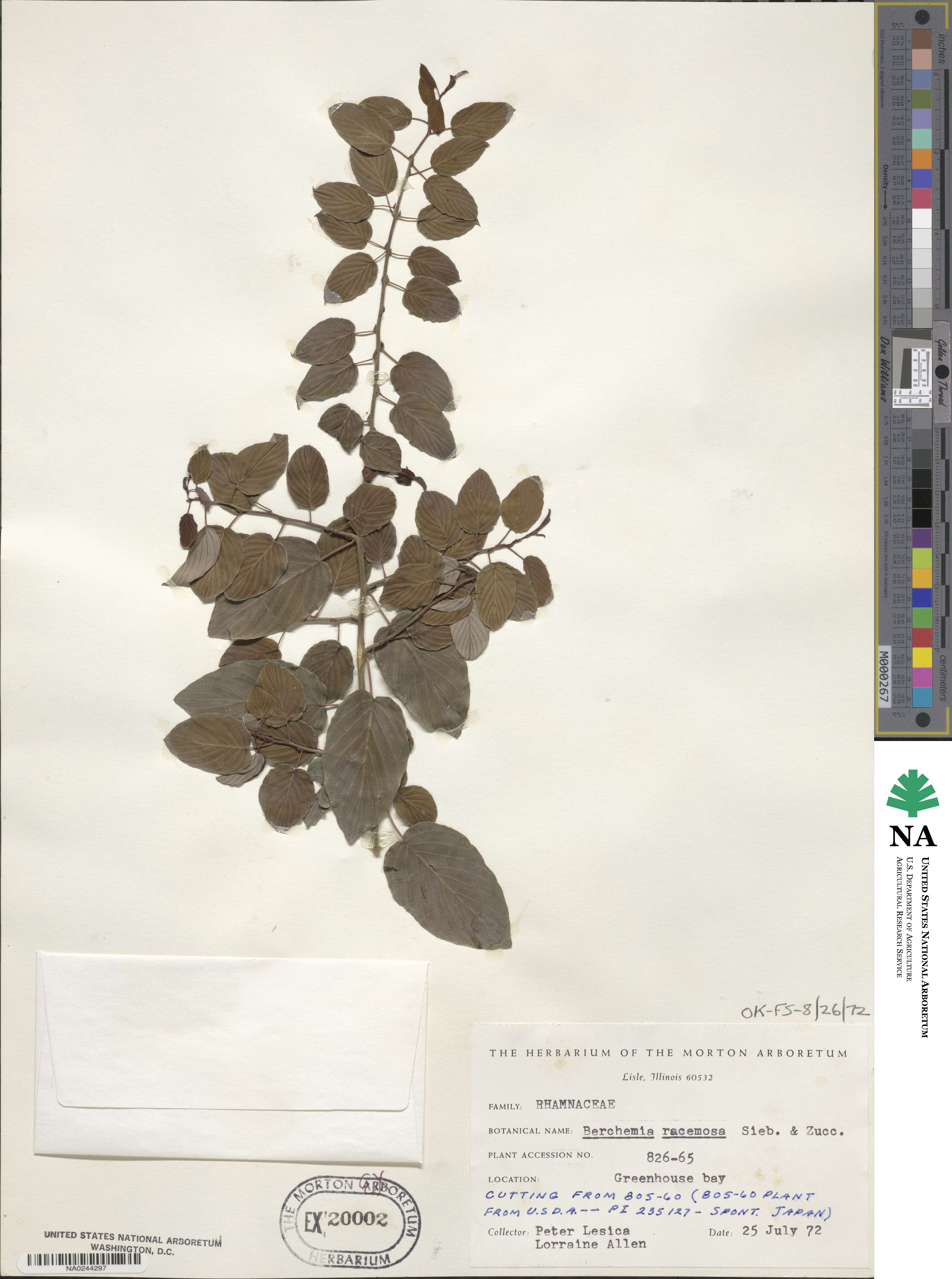 Berchemia racemosa image