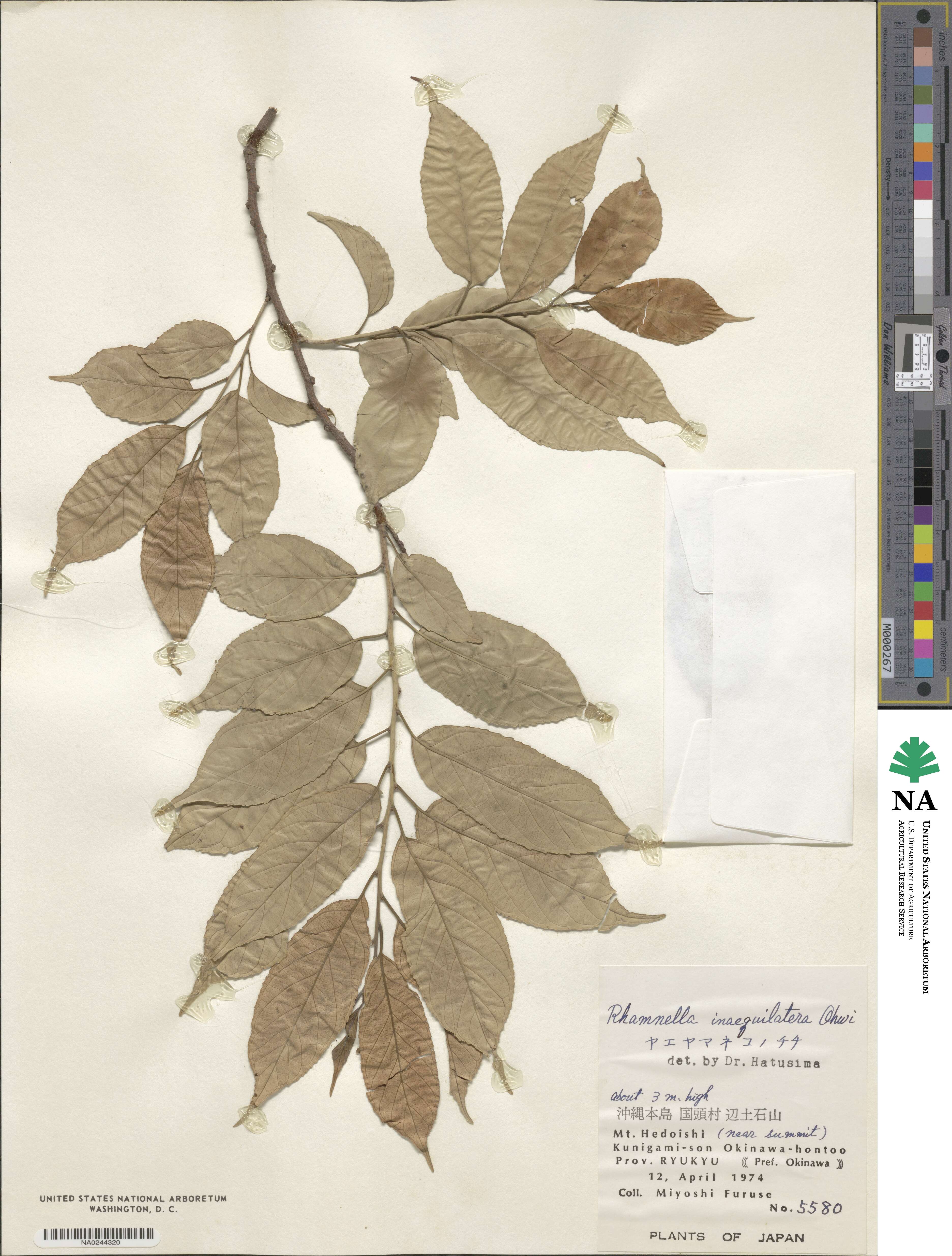 Rhamnella franguloides image