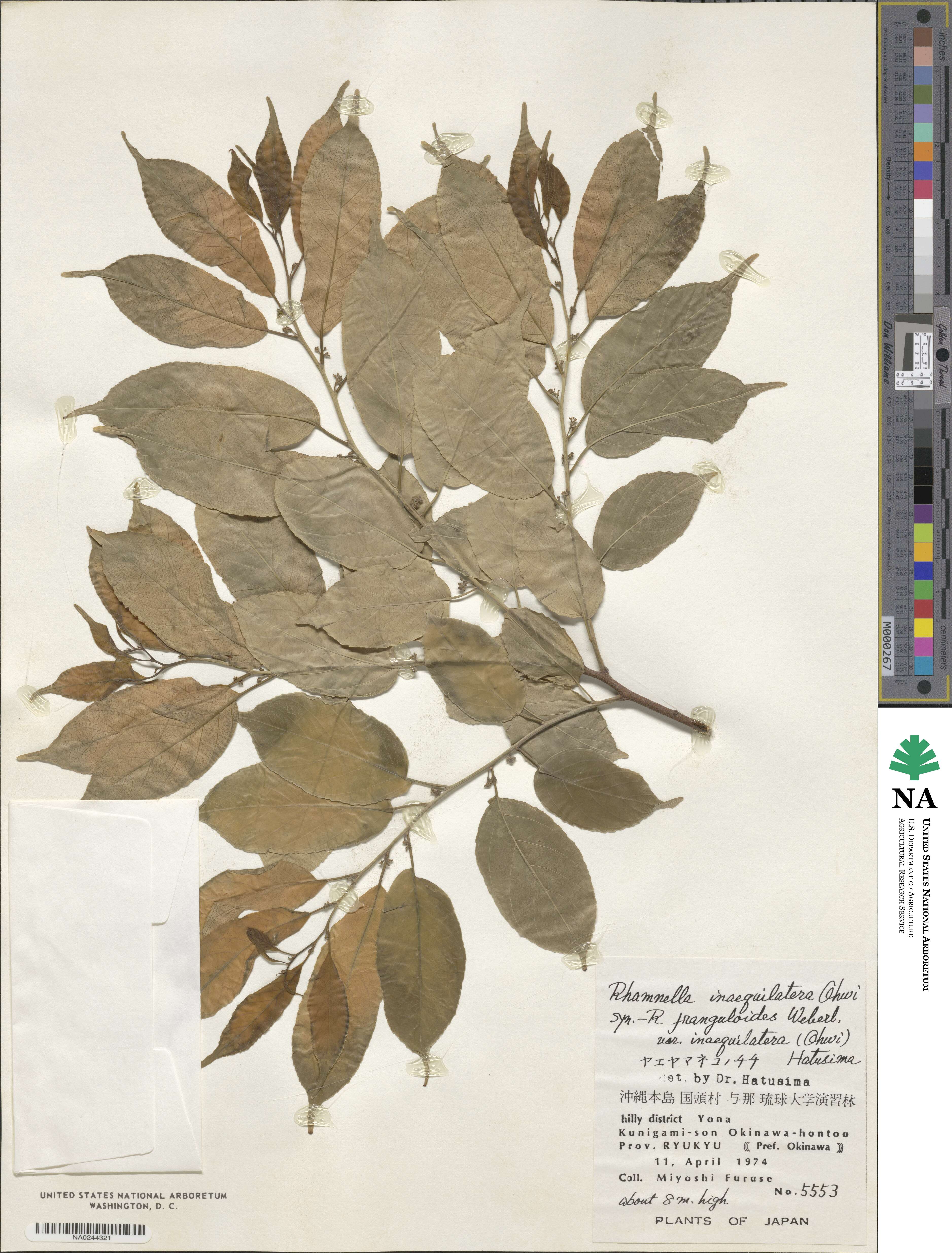 Rhamnella franguloides var. inaequilatera image