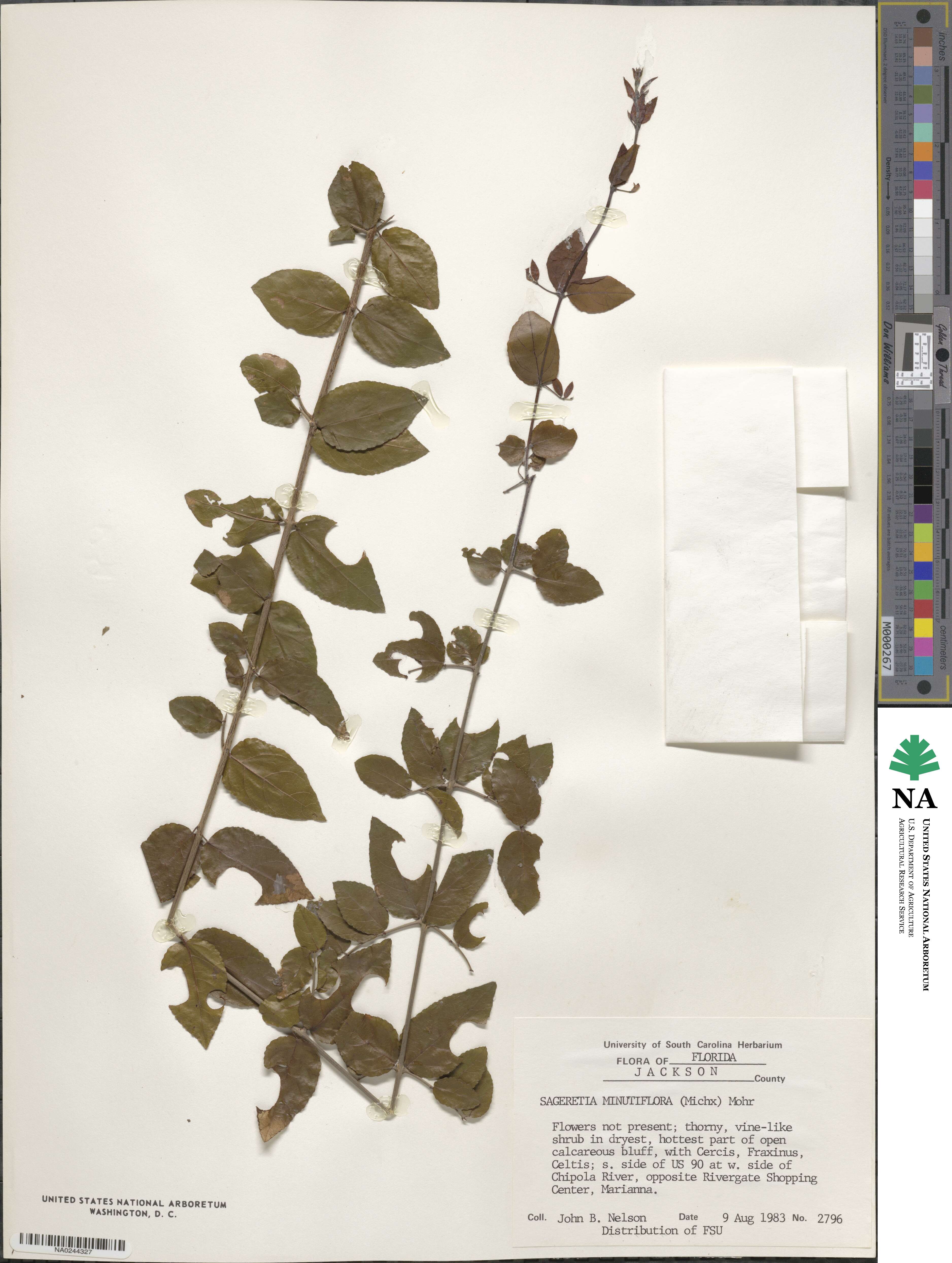 Sageretia minutiflora image