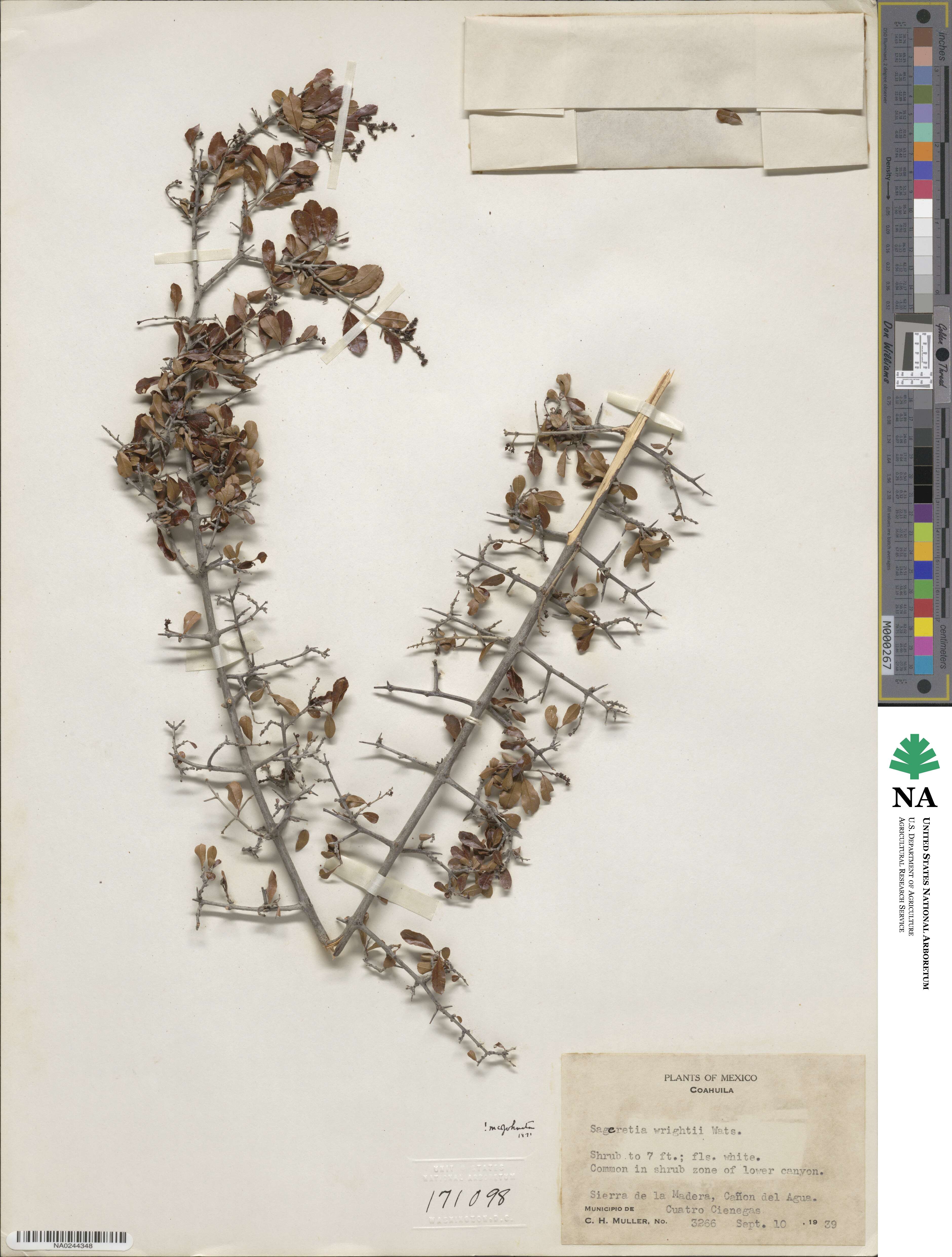 Sageretia wrightii image