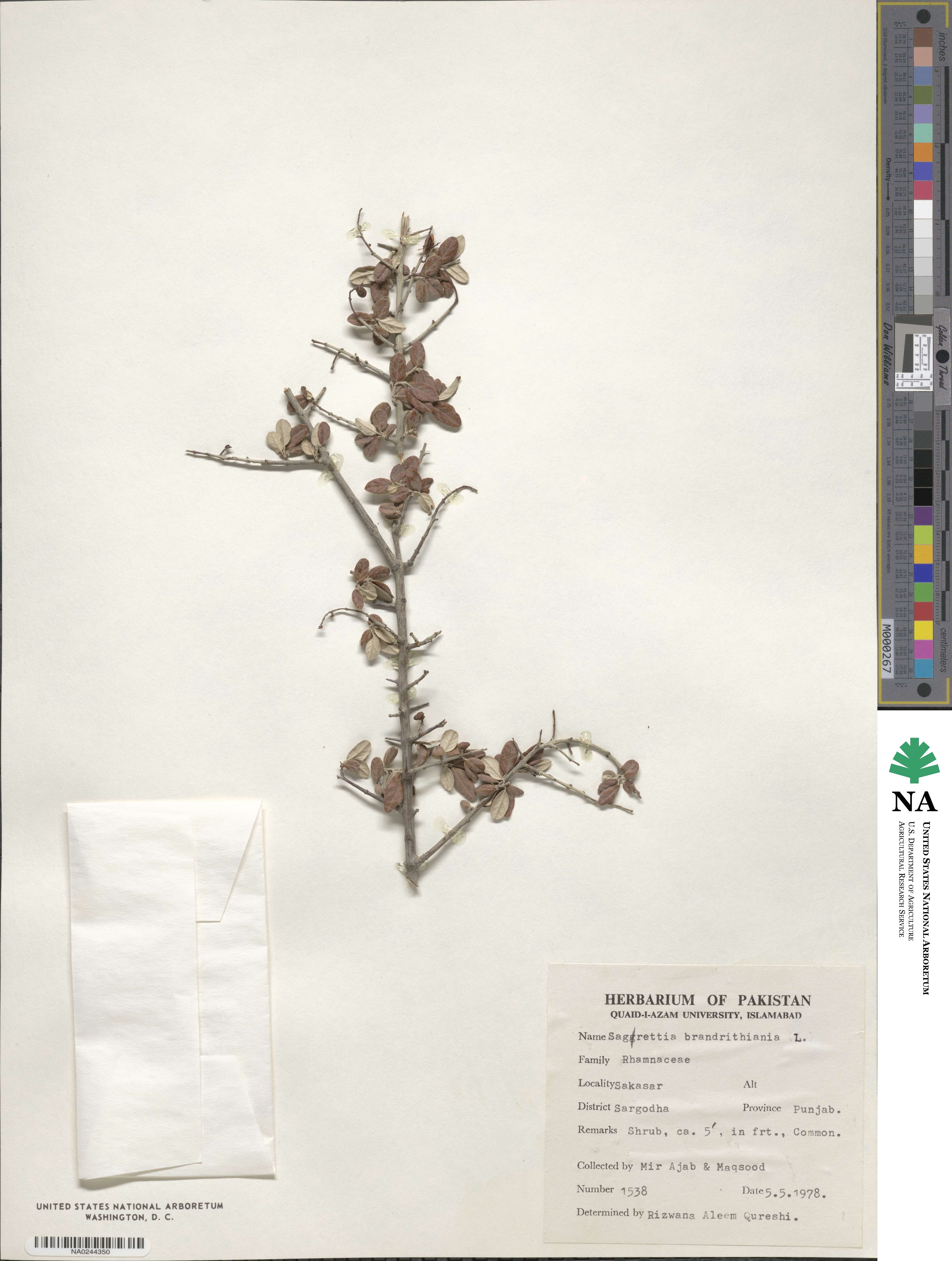 Sageretia thea subsp. brandrethiana image