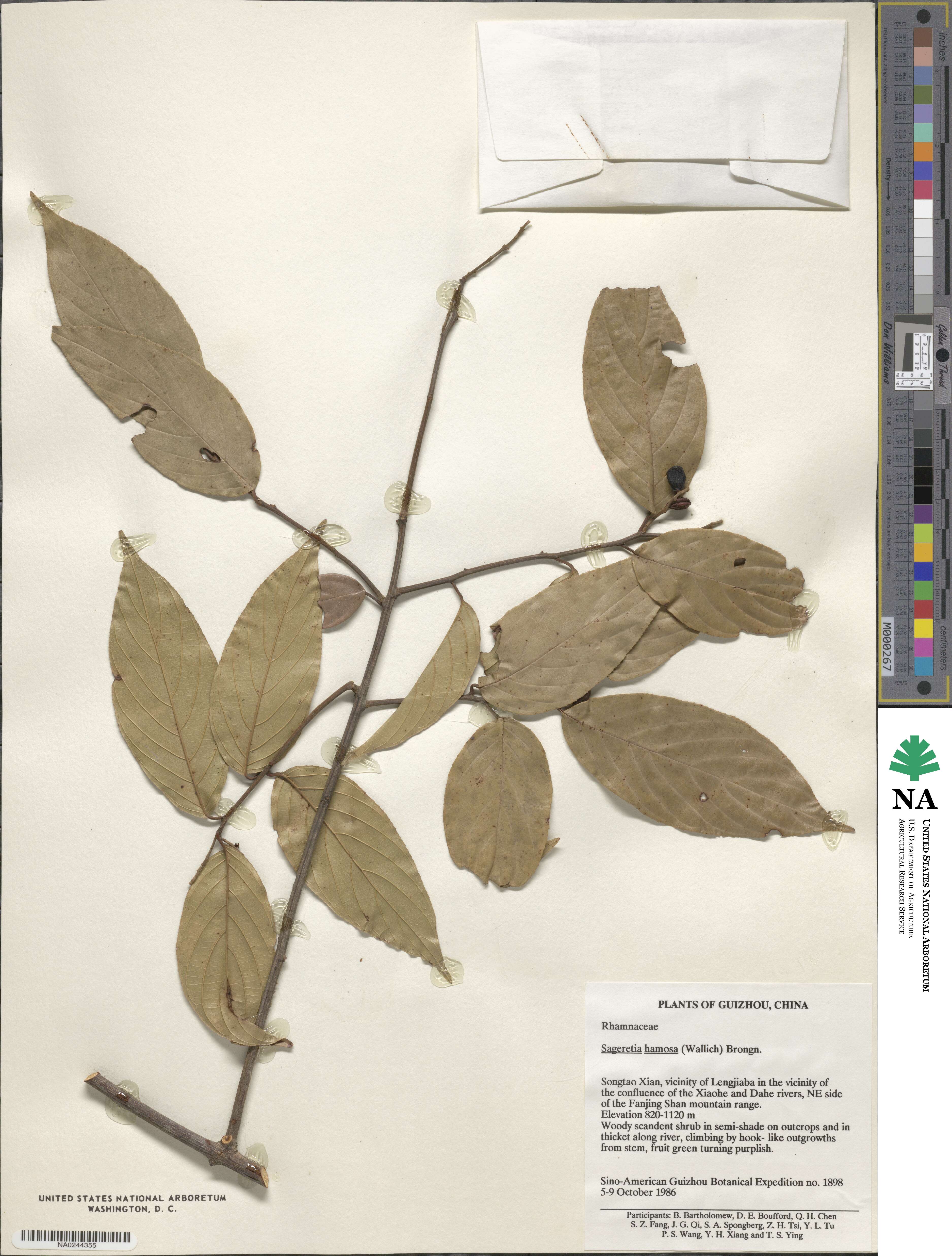 Sageretia hamosa image