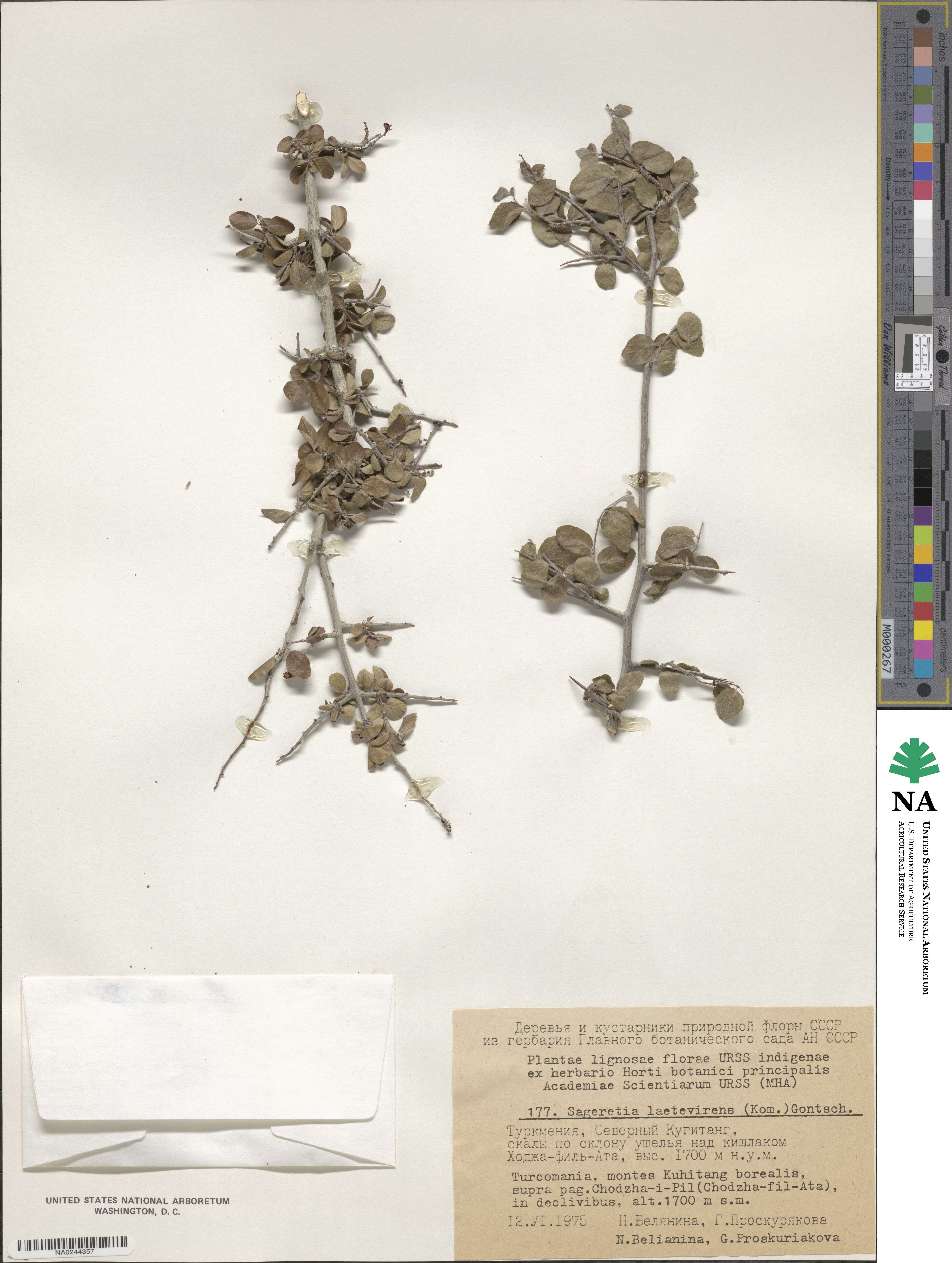 Sageretia thea subsp. thea image