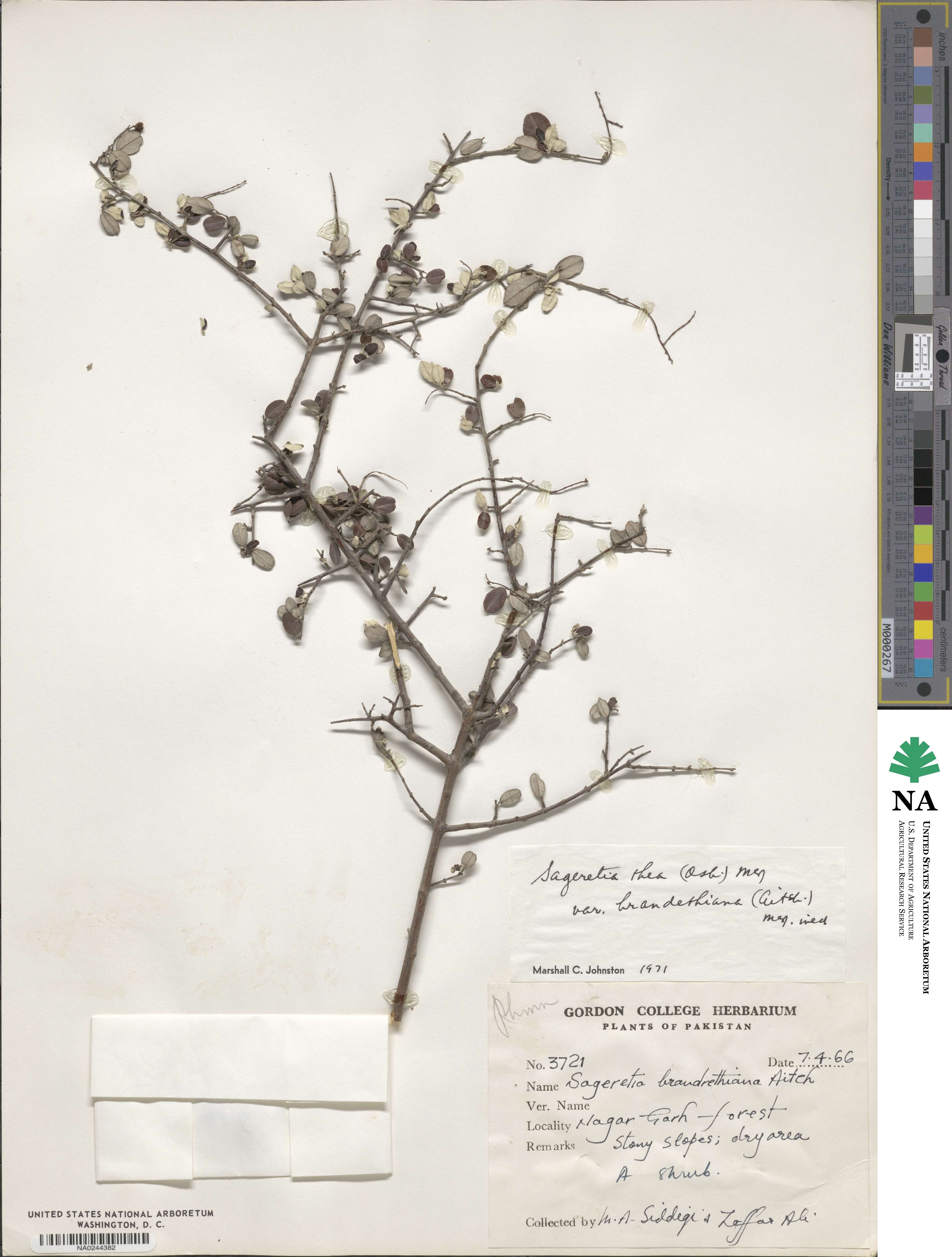 Sageretia thea subsp. brandrethiana image
