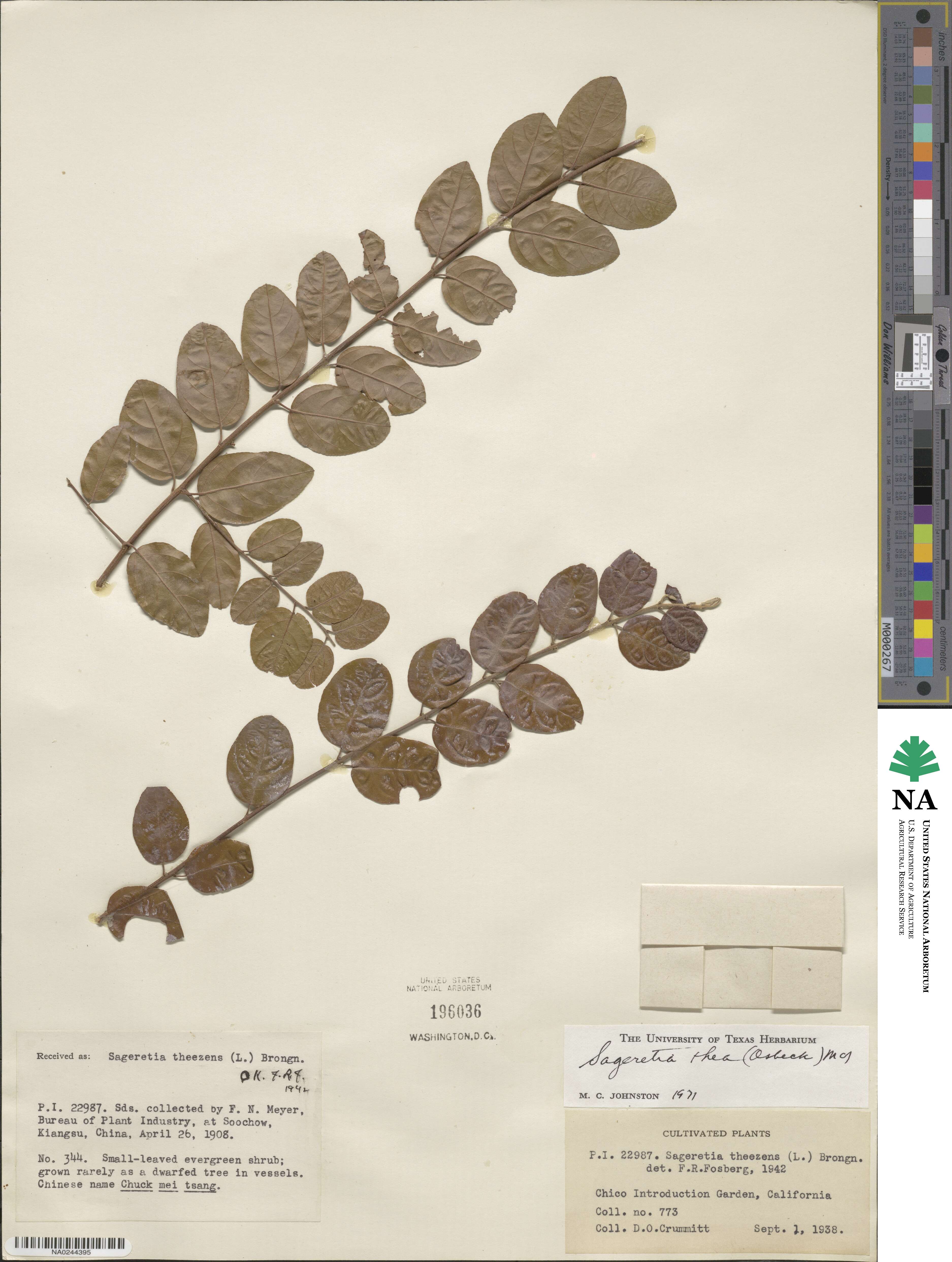 Sageretia thea image