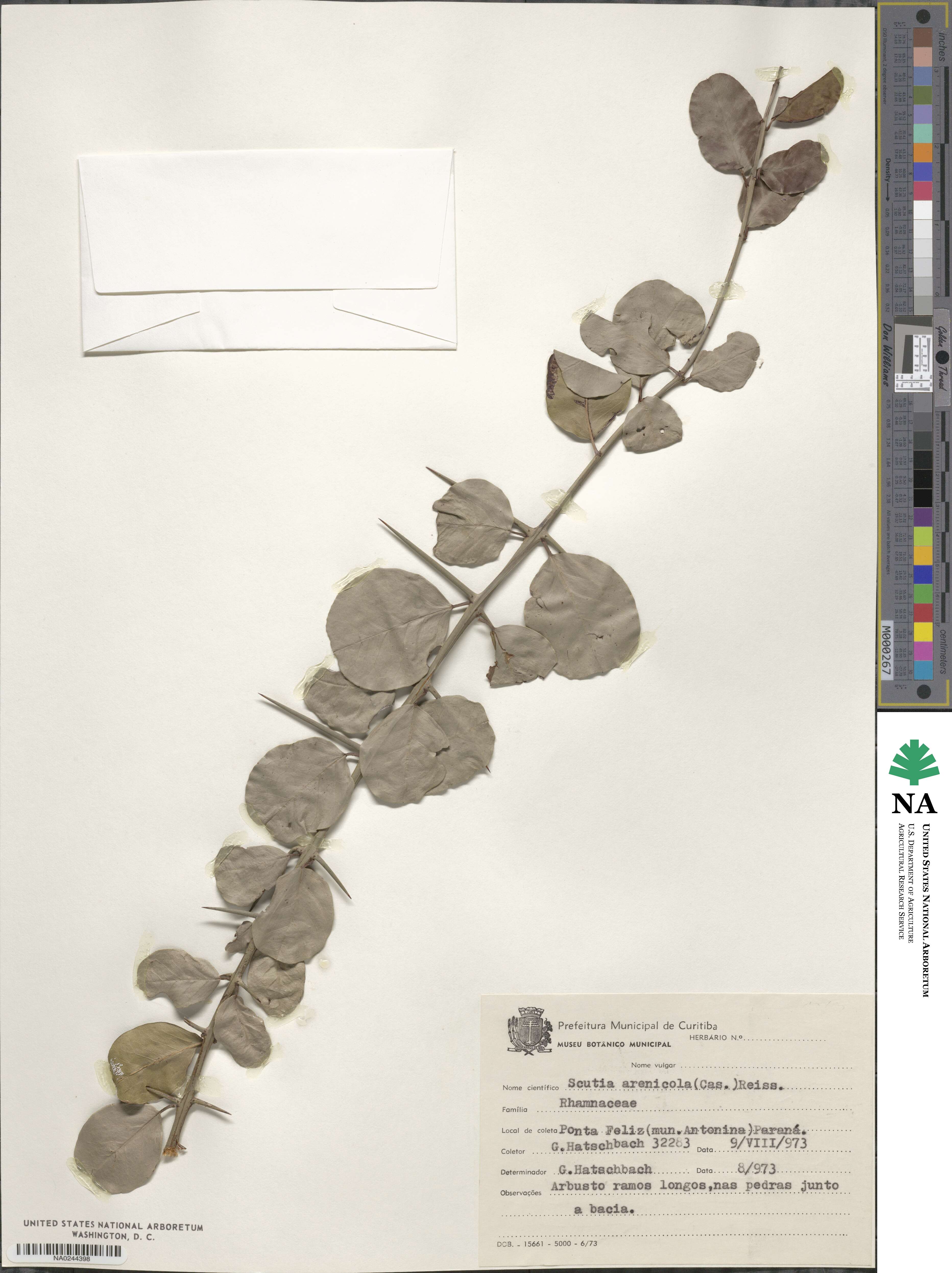 Scutia arenicola image
