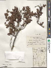 Scutia buxifolia image