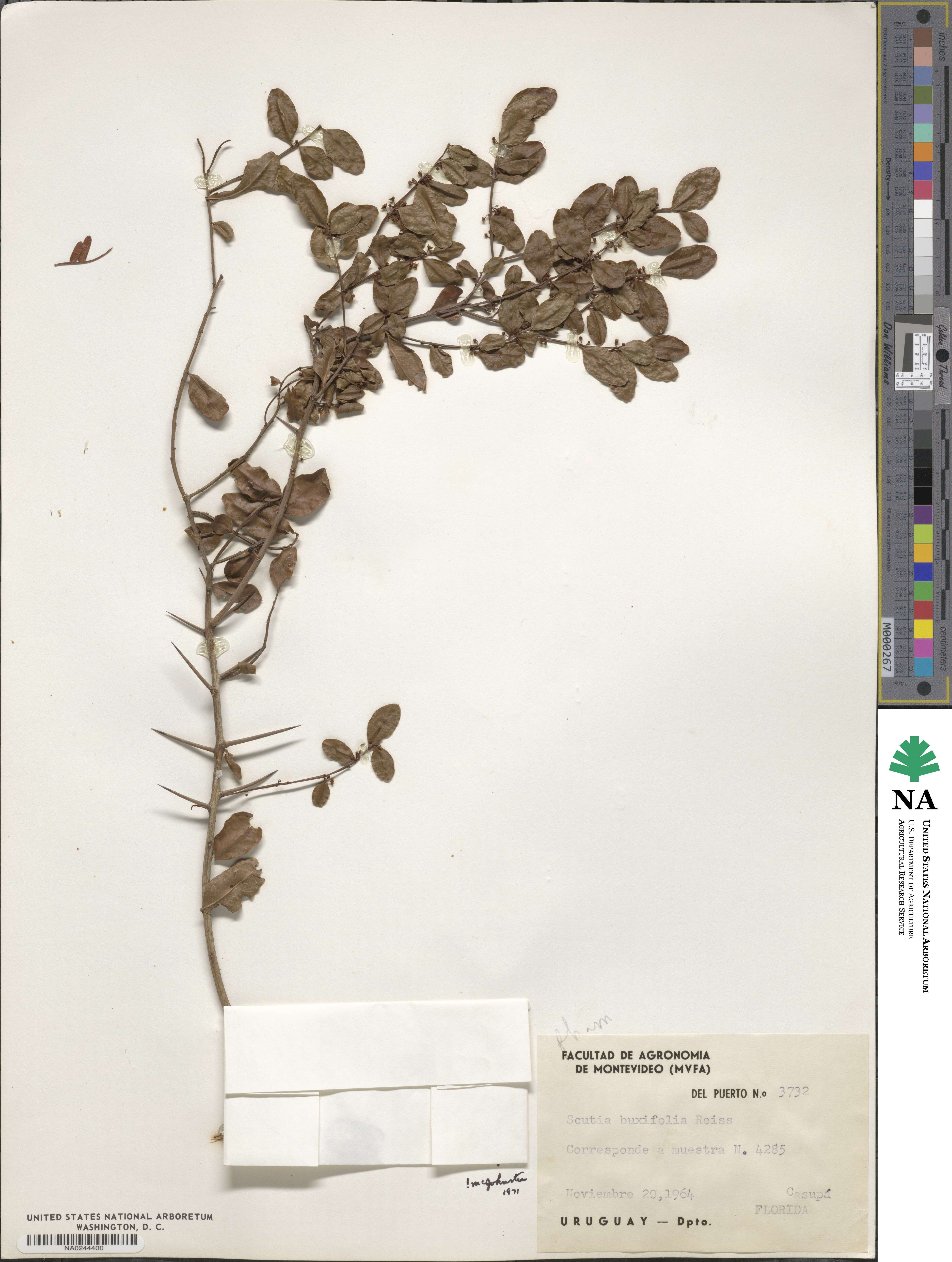 Scutia buxifolia image