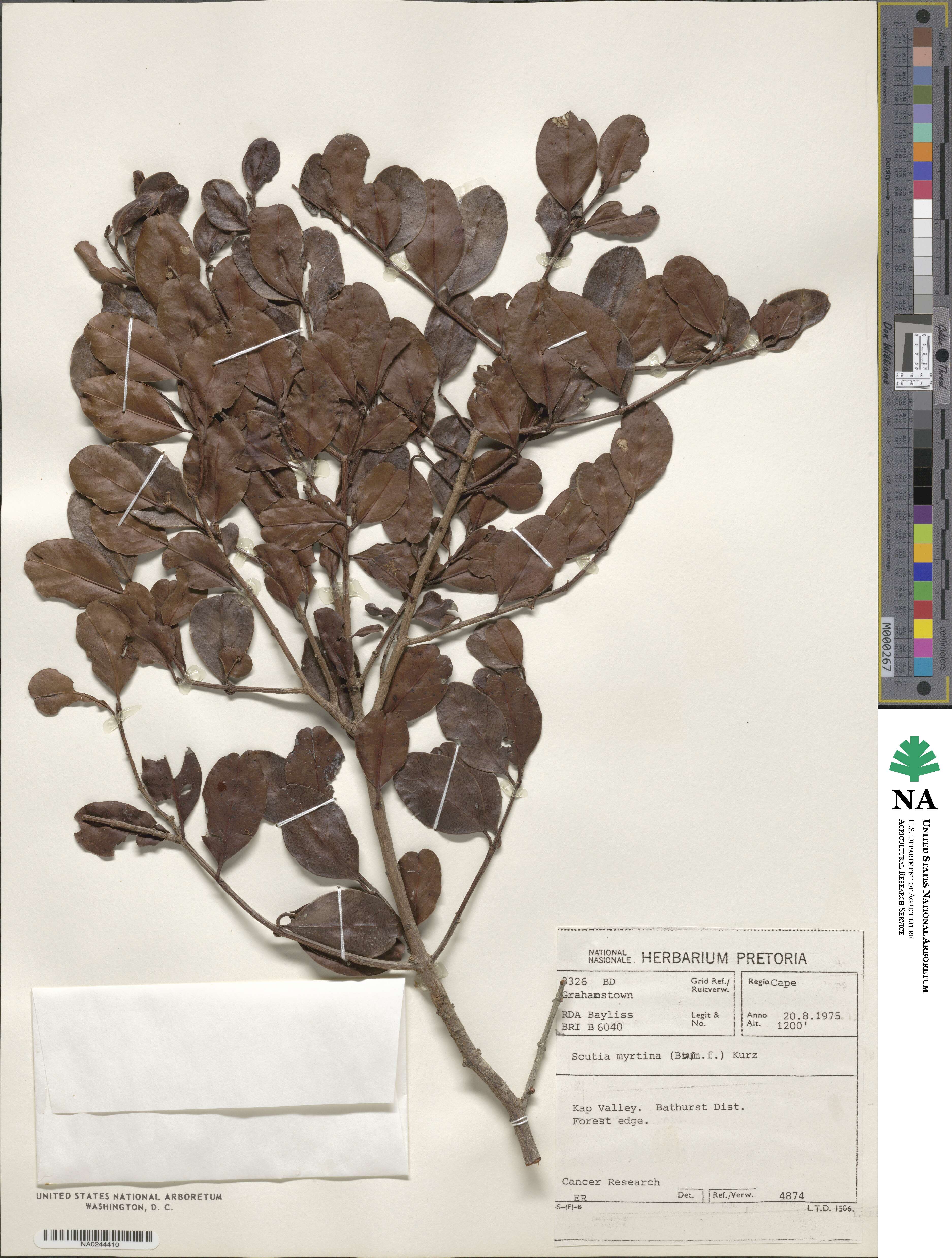 Scutia myrtina image