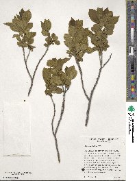 Rhamnus alnifolia image