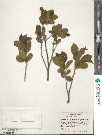 Rhamnus alnifolia image