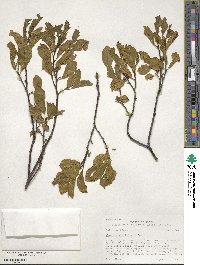 Rhamnus alnifolia image