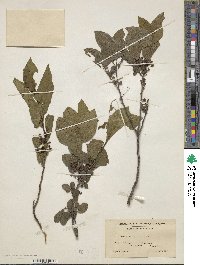 Rhamnus alnifolia image