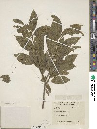 Rhamnus alnifolia image