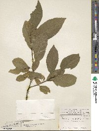 Rhamnus alnifolia image