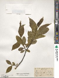 Rhamnus alnifolia image