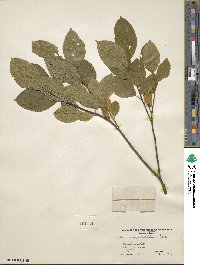 Rhamnus alnifolia image