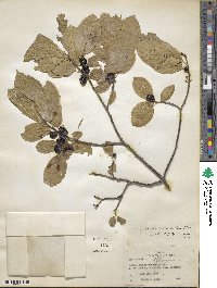 Rhamnus alnifolia image