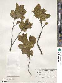 Rhamnus alnifolia image