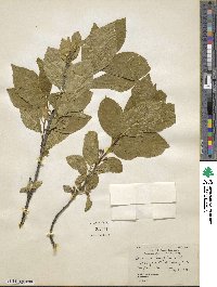 Rhamnus alnifolia image