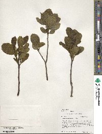 Rhamnus alnifolia image