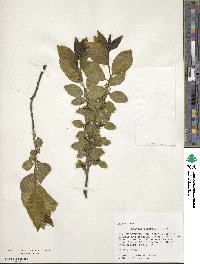 Rhamnus alnifolia image