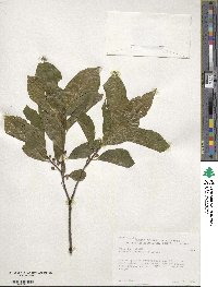 Rhamnus alnifolia image