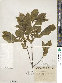 Rhamnus alnifolia image