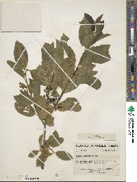 Rhamnus alnifolia image