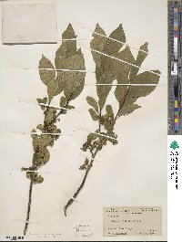 Rhamnus alnifolia image