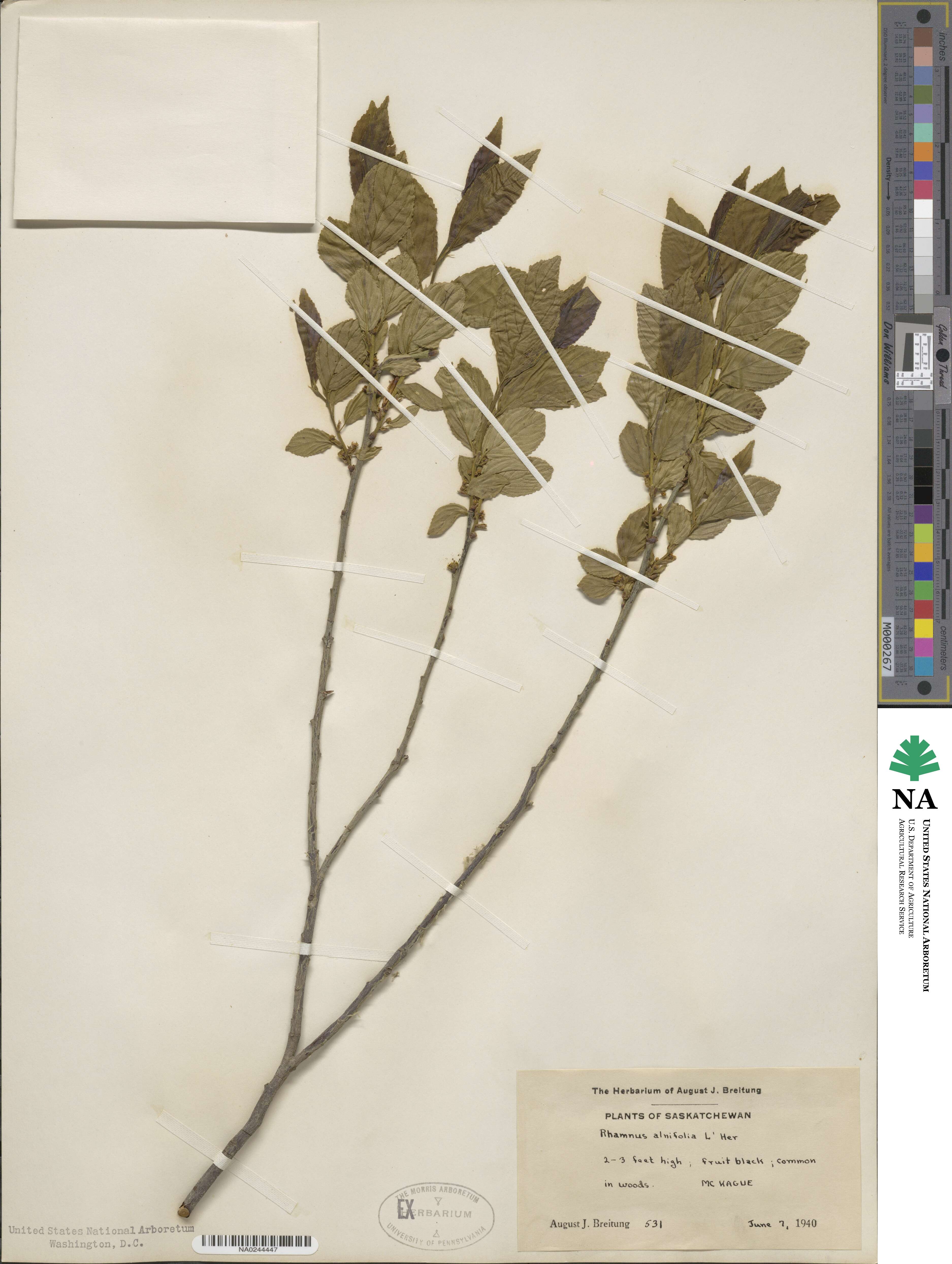 Rhamnus alnifolia image