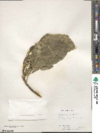 Image Associated With the Occurence