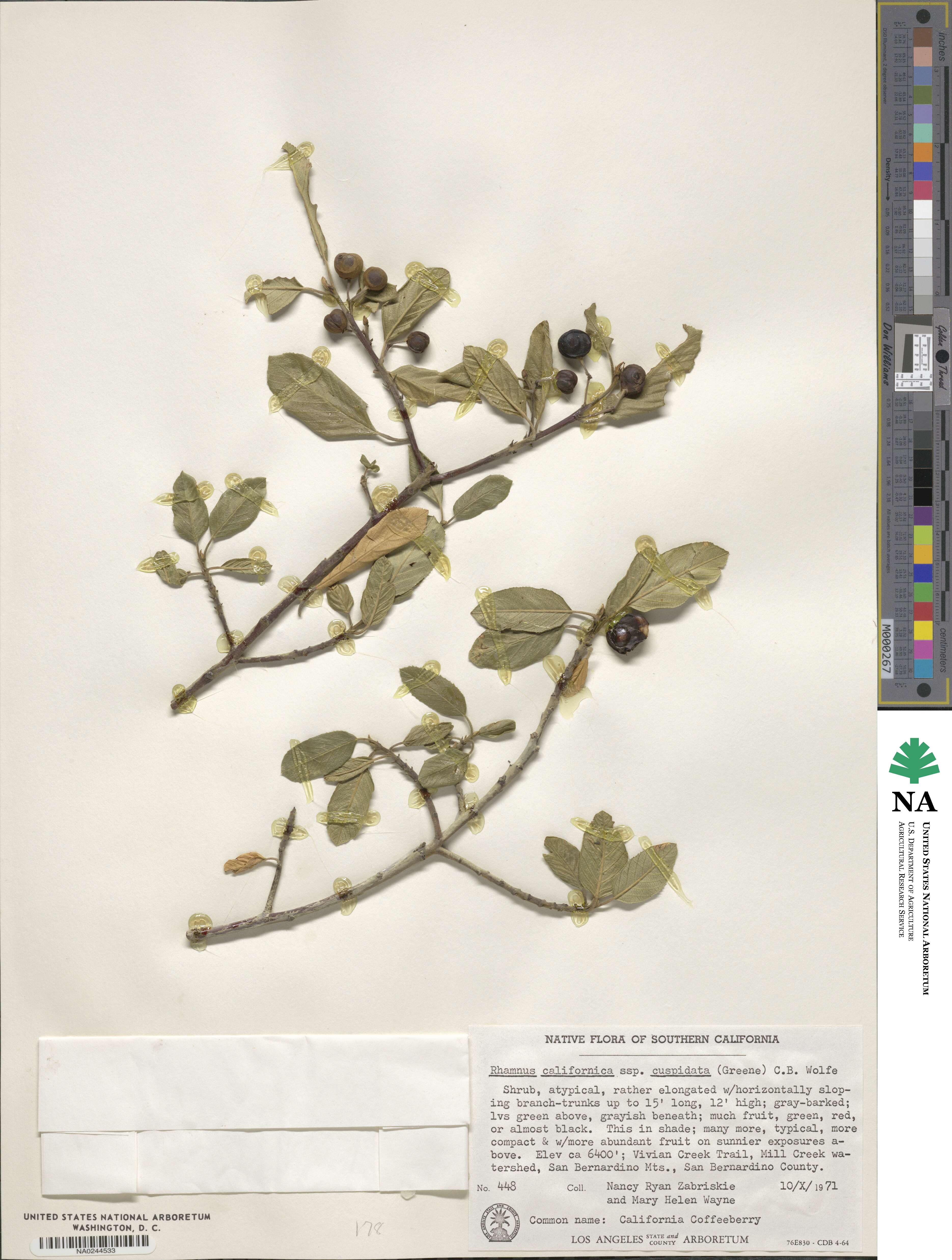 Frangula californica subsp. cuspidata image