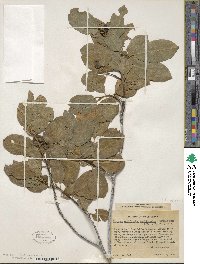 Frangula californica subsp. occidentalis image