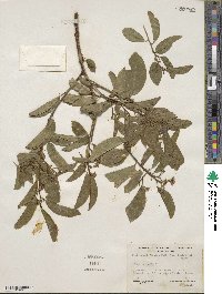 Frangula californica subsp. occidentalis image