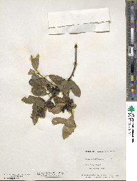Frangula californica subsp. occidentalis image