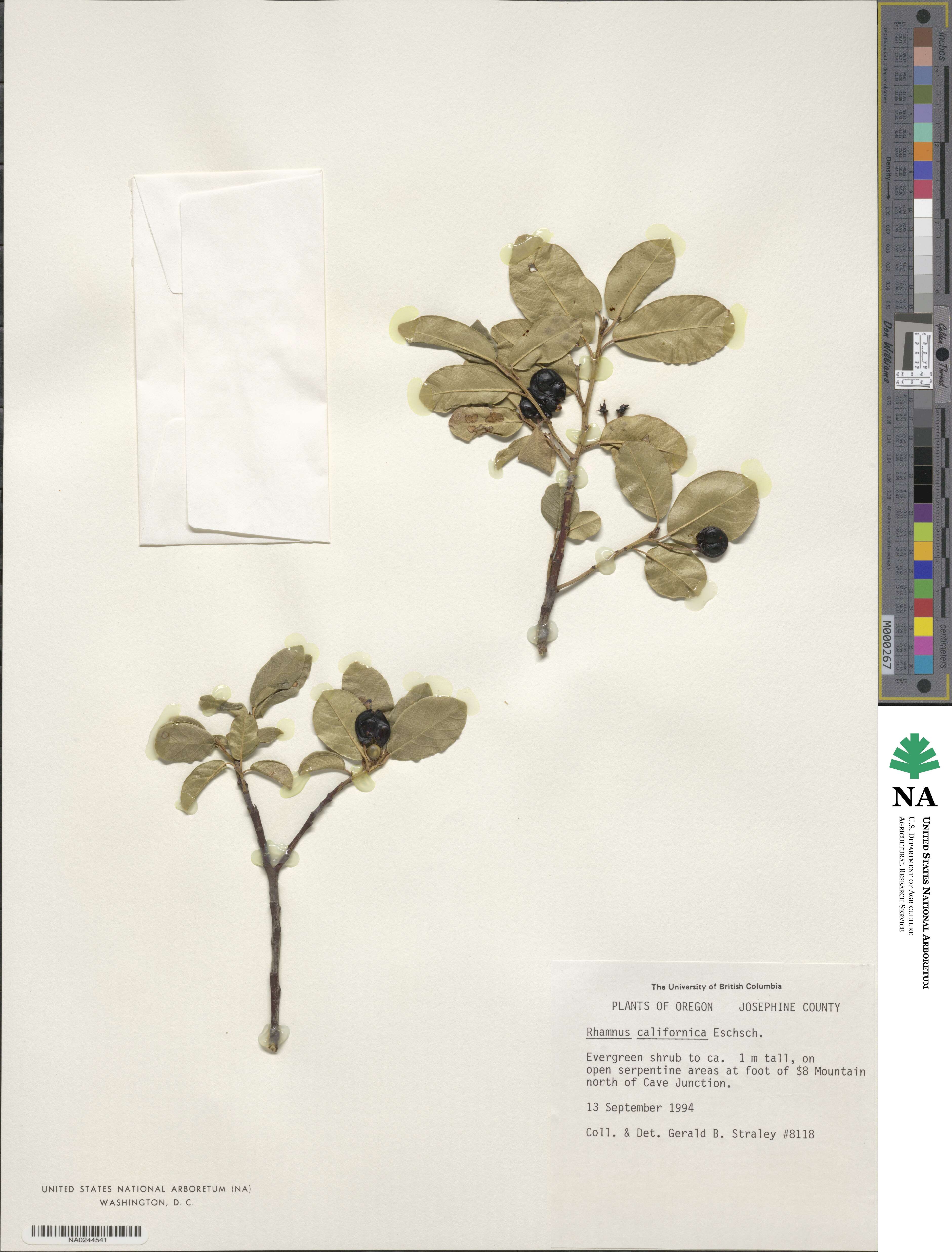 Frangula californica subsp. occidentalis image